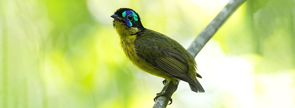 Schlegel's asity, National park Ankarafantsika, Madagaskar / Marc Guyt AGAMI