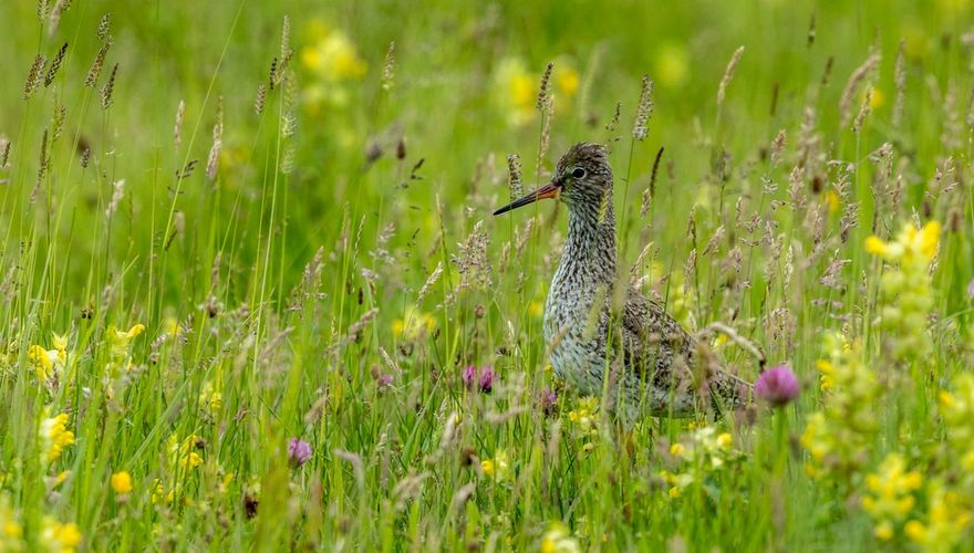 Tureluur / Gerke Visser Fotogalerij