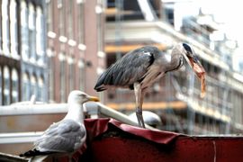 Reiger verorbert stuk vis onder toeziend oog van meeuw