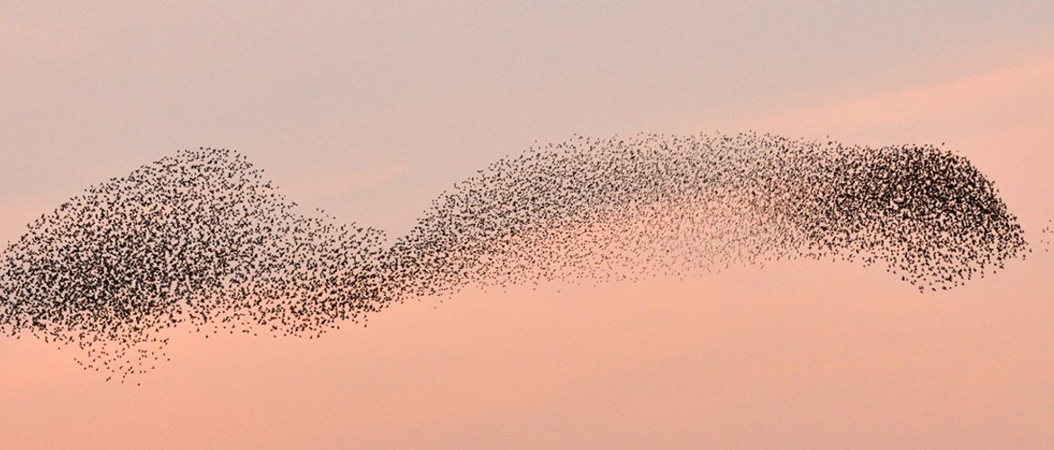 Spreeuwenwolk / Jelle de Jong