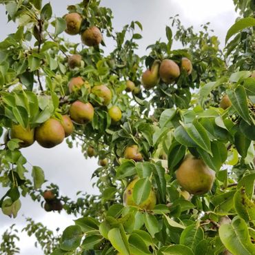 Appelboom / Mooyland