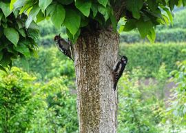 De wijde wereld in ....