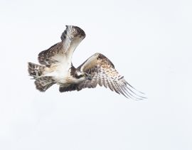 Even een vis vangen.