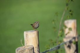 Heggenmus koestert de ochtendzon langs de Grens-Maas in Berg a/d Maas. .