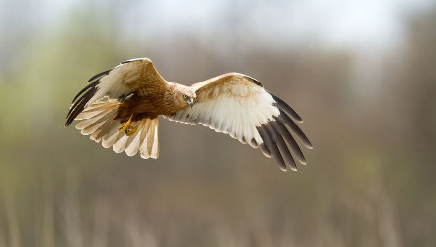 Bruine kiekendief / Shutterstock