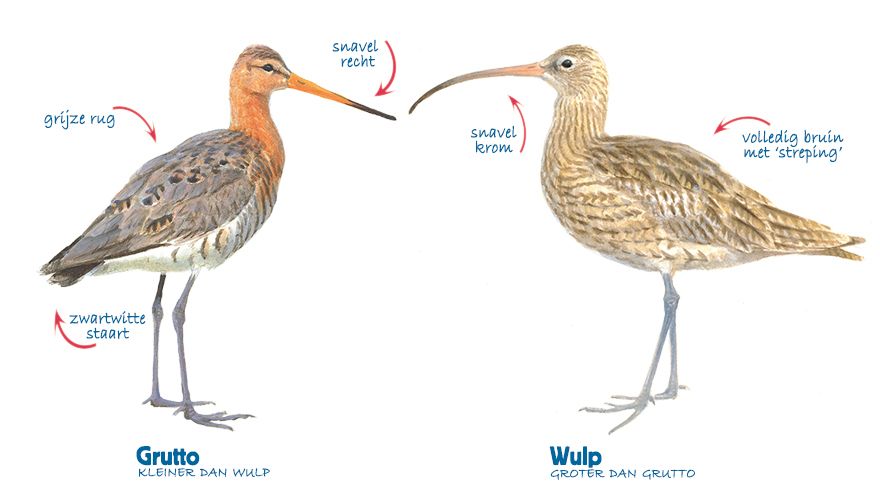 Infographic grutto - wulp