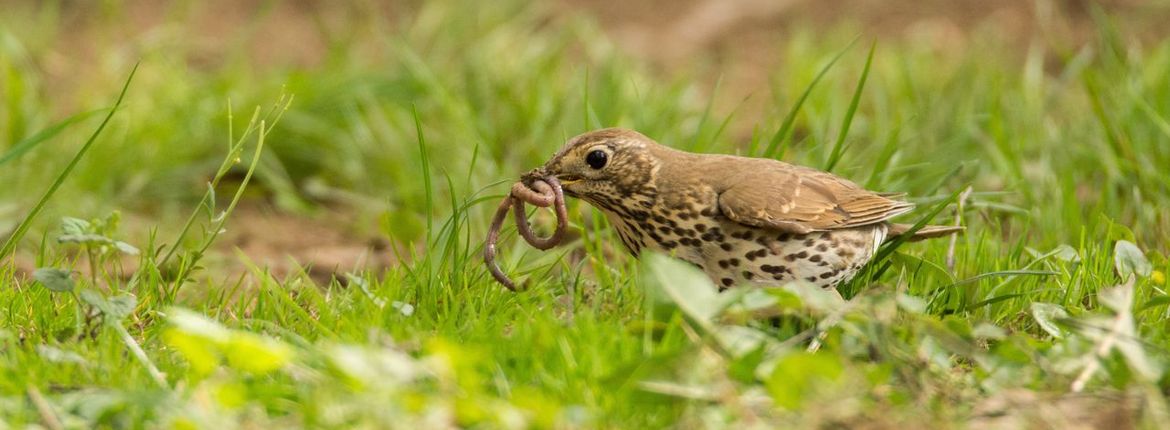 Zanglijster / Hans Peeters