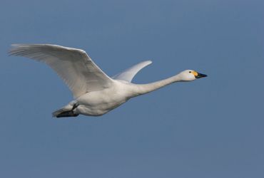 Kleine zwaan / Agami - Ran Schols