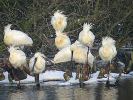 koude kleumende kuifjes