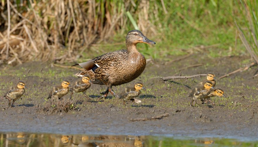 liefdadigheid plotseling Omdat Meld wilde eendenkuikens | Vogelbescherming