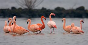 Flamingo's / Nick Janssen