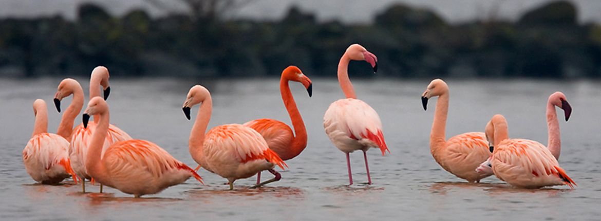 Flamingo's / Nick Janssen