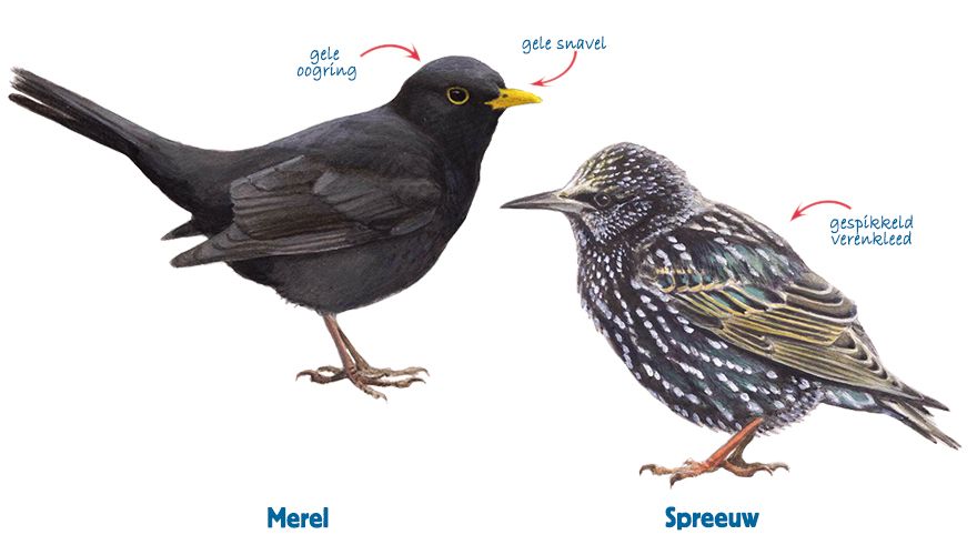 Infographic merel - spreeuw