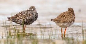 Zwarte ruiter en tureluur / Shutterstock