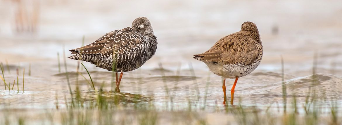 Zwarte ruiter en tureluur / Shutterstock