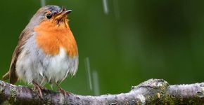 Roodborst regen / Shutterstock