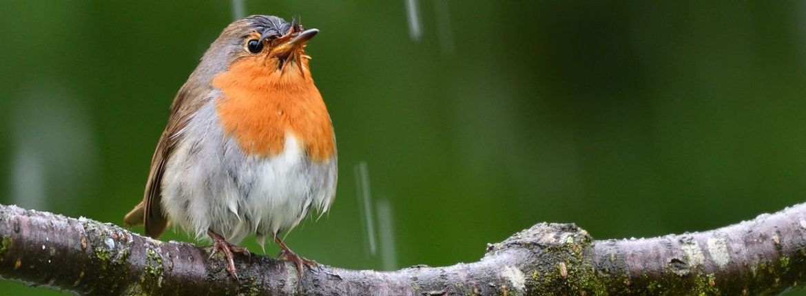 Roodborst regen / Shutterstock