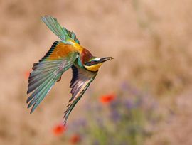 Bijeneter met een bijtje