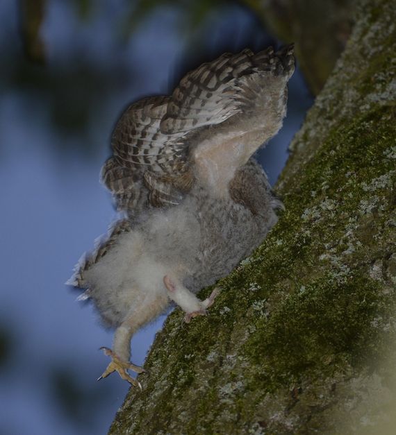 Bosuil takkeling / Shutterstock