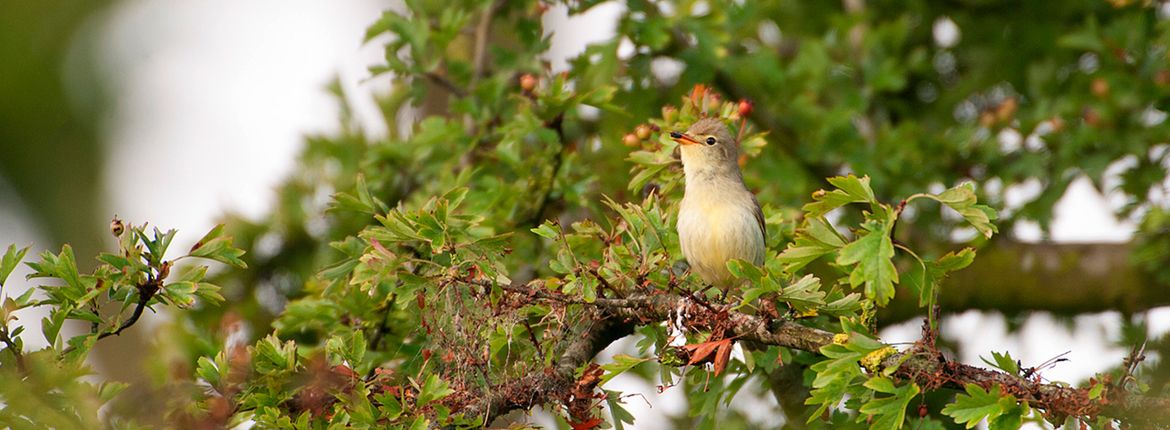 Spotvogel / Marcel van Kammen