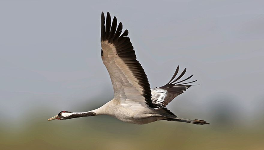 Kraanvogel / Ruwan ALuvihare