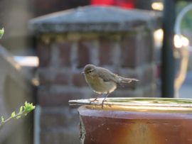 Tjiftjaf in voortuin