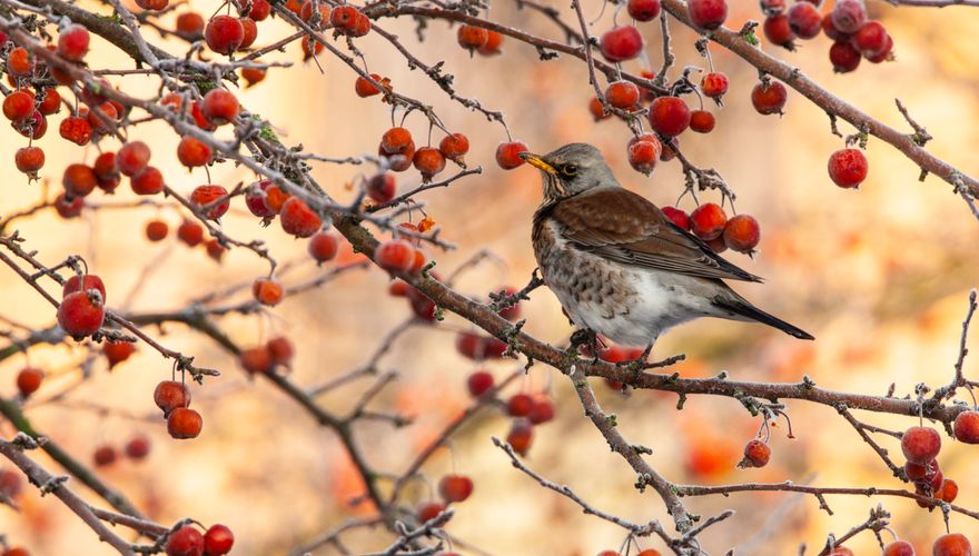 Kramsvogel/ Wil Leurs