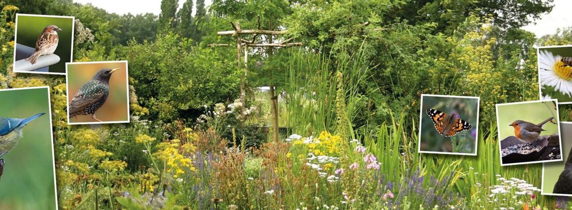Tuinbeeld met foto's van vogels