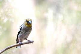 Juv Appelvink