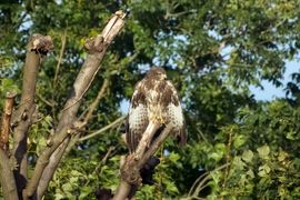 Een buizerd heerlijk in het zonnetje