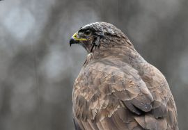 Buizerd