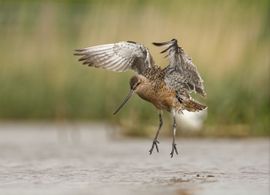 Rosse Grutto na een bad zijn vleugels drogen
