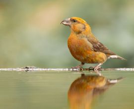 Kruisbek (m) aan de waterkant