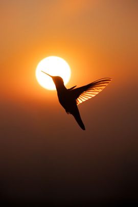Zonsondergang Kolibri