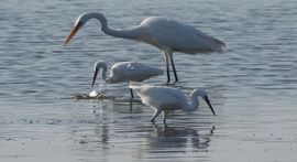 Zilverreigers op jacht