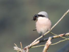 Veldkrekel als prooi voor de butcherbird