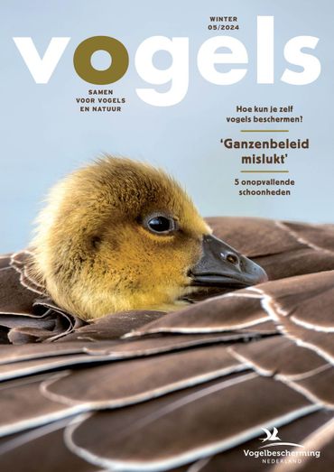 Cover Vogels 5/2024