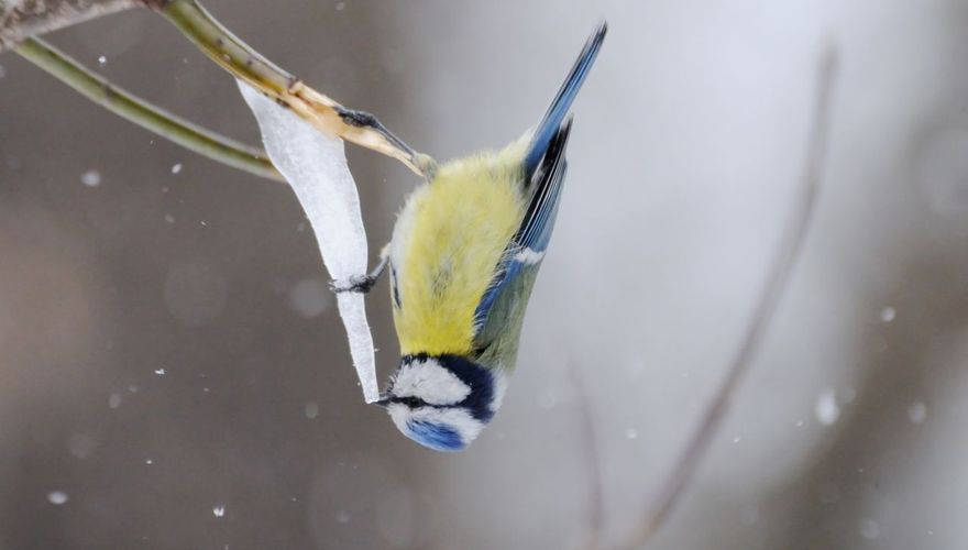 Pimpelmees winter / Shutterstock