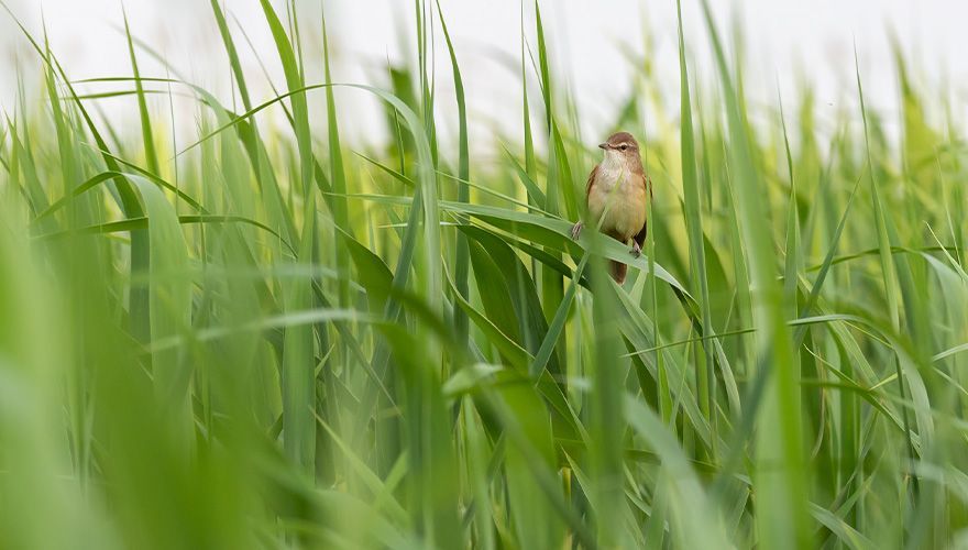 Grote karekiet / Shutterstock