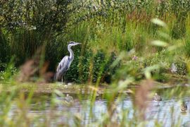 Blauwe reiger Natuurgebied Engebergen