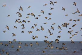 Continu op en neer vliegen over de kwelders. 