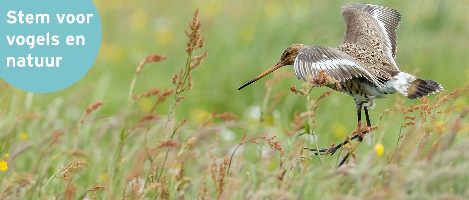 Grutto / Shutterstock