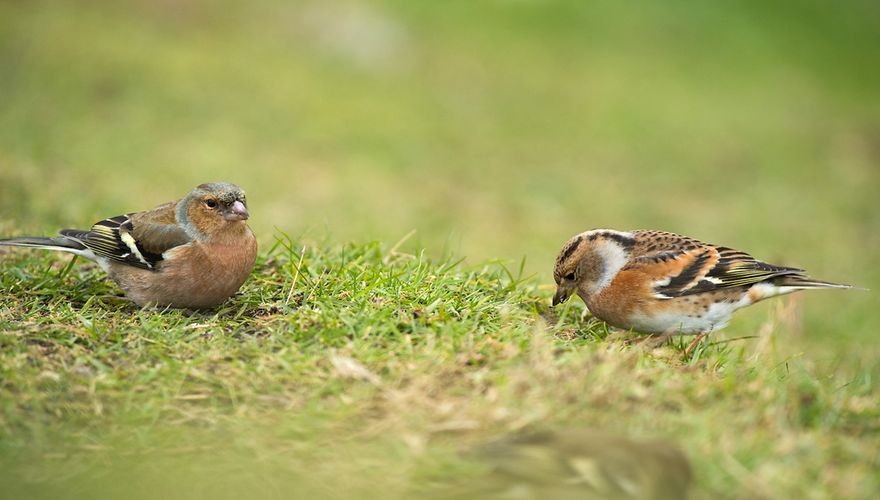 Vink en keep / Shutterstock