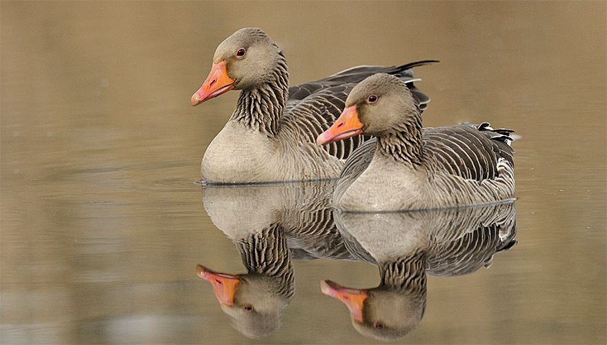 Grauwe ganzen / Jelle de Jong