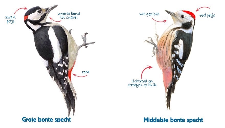 Infographic grote bonte specht - middelste bonte specht