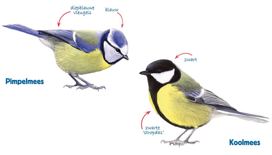 Infographic pimpelmees - koolmees