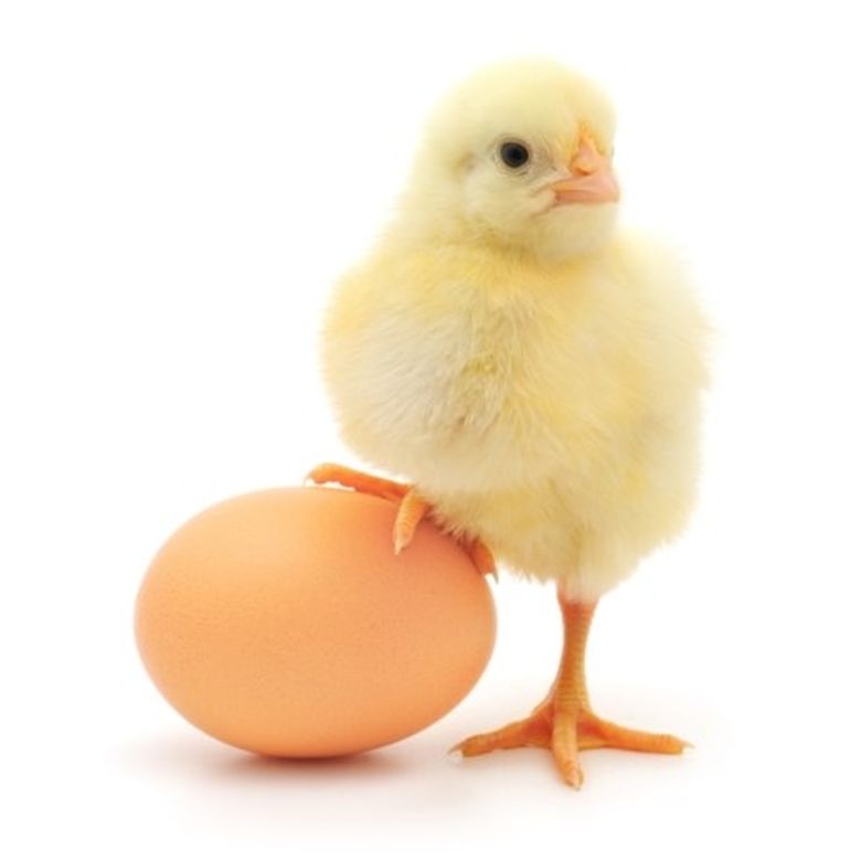 Computerspelletjes spelen Vrouw heel fijn De kip of het ei? | Vogelbescherming