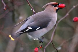 Pestvogel jongleert met zijn veroverde vruchten!