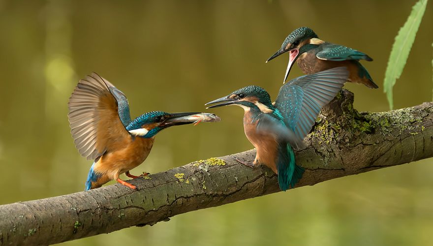 IJsvogel / Mike Seuters - Fotogalerij