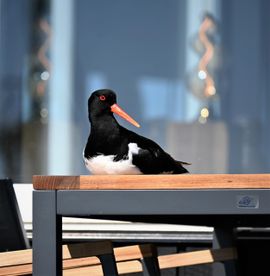 wat eten we vandaag !